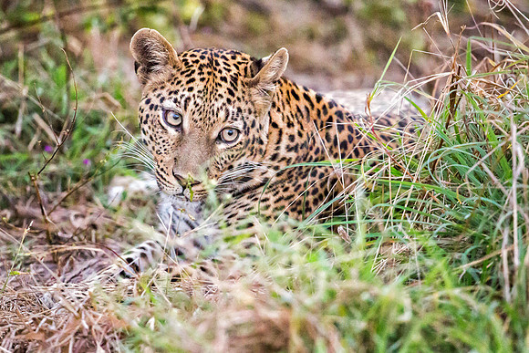 Leopardess
