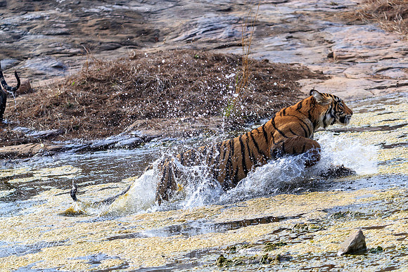 Tiger Playing in the River
